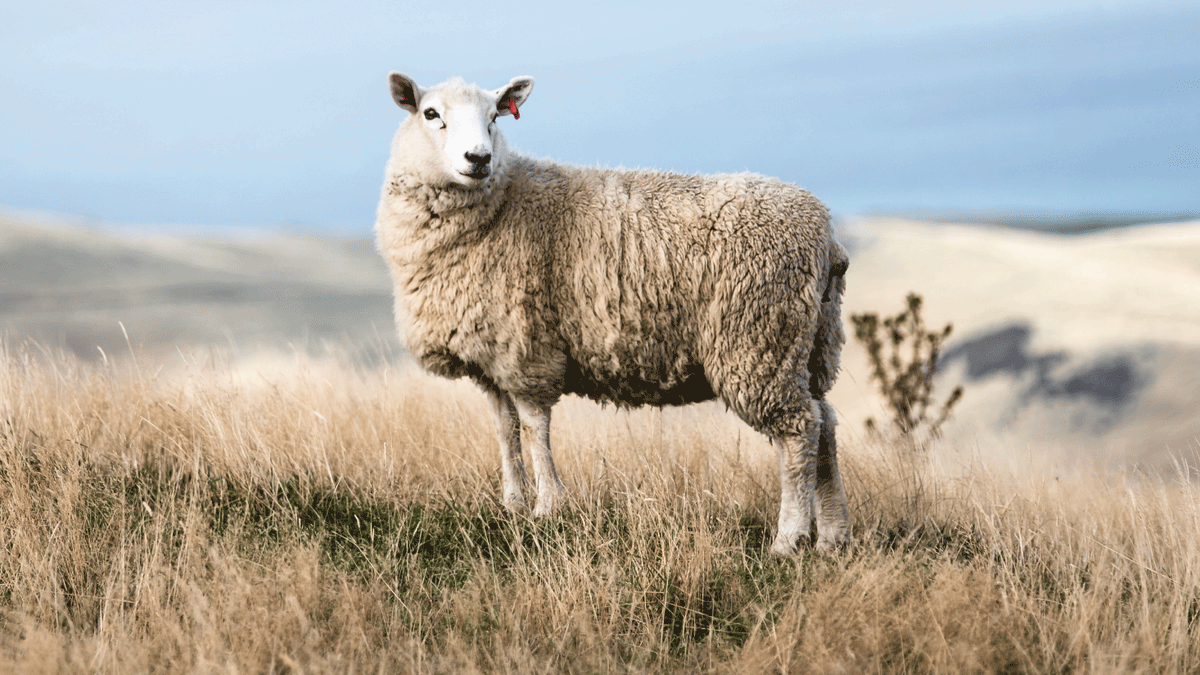 The Warmth of Wool