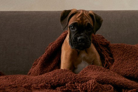 Boxer puppy wrapped in a brown blanket on a couch