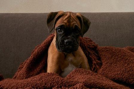 Puppy wrapped in a brown blanket on a couch